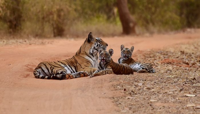 Bandhavgarh-1