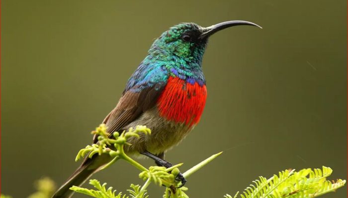 Bird-watching-corbett