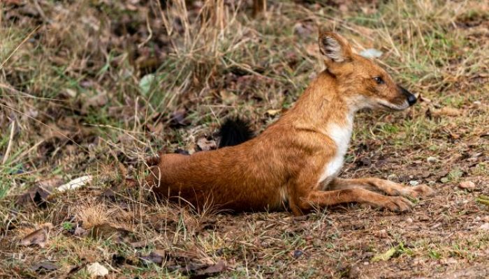 Dhole-Asiatic-wild-dog-Asian-Wild-Dog-Indian-wild-dog-whistling-dog-and-red-dog.-Cuon-alpinus-Pench-National-Park-Turia-Karmajhiri-Madhya-Pradesh