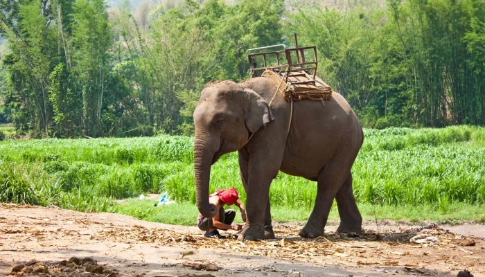 Elephant-tourist-excursions-Corbett-National-Park-India