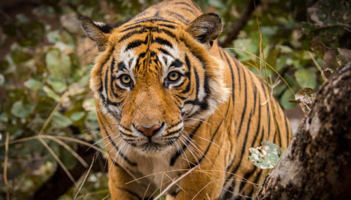 Feature-Ranthambore-Tiger