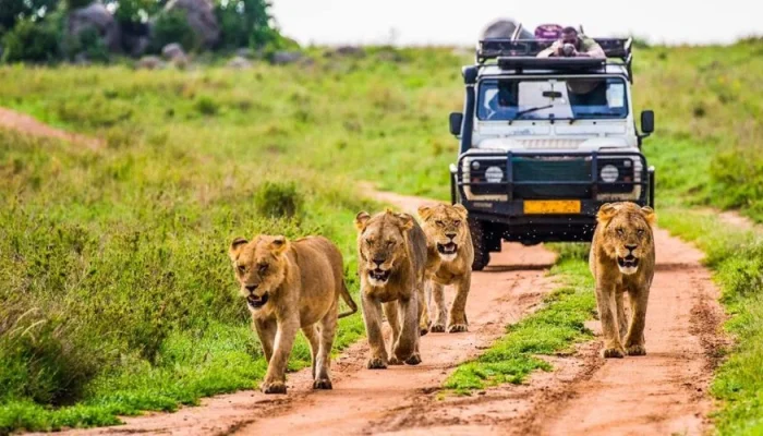 Kenya-Safari-947x500