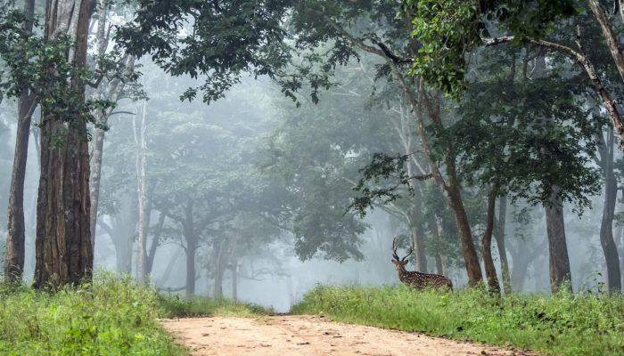 Nagarhole_Chital_Sanjay-Krishna-CC-BY-SA-4.0-copy_jwuljm