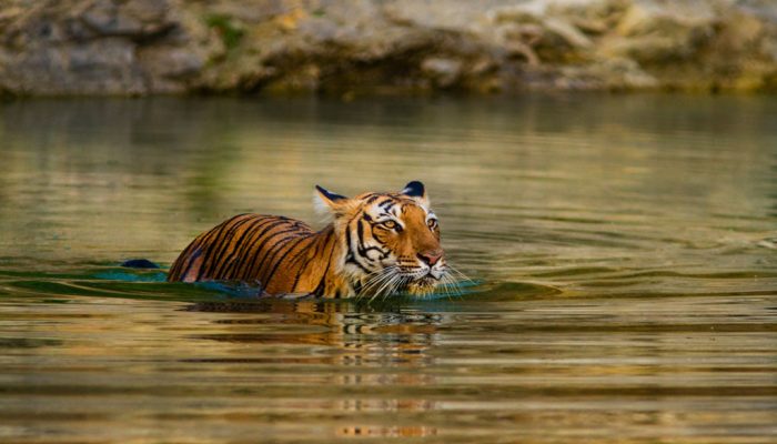 RANTHAMBORE-NATIONAL-PARK-02