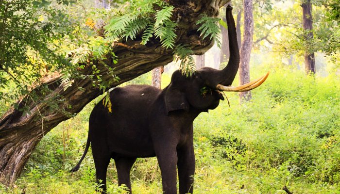 Rajiv-Gandhi-National-Park-Nagarahole-1