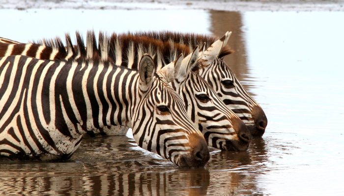 Shutterstock_Kenya_Wildlife_ThreeZebraDrinking