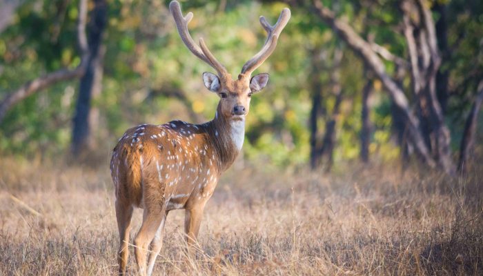 Spotted-Deer-at-Pench-National-Park-1-of-1-1