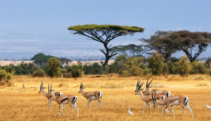 amboseli-National-Park