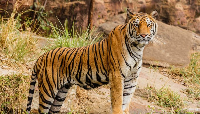 blog-Corbett-Tiger-Reserve