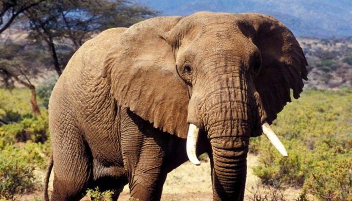 bull-elephant-samburu-1536x864