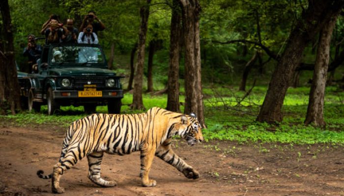 ranthambore national park, rajasthan, India - August 10, 2018 - wild royal bengal tiger in open during monsoon season and wildlife lovers or tourist or traveler are click images on safari vehicle