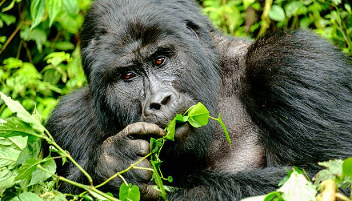 Mountain Silverback Gorilla  in Bwindi Impenetrable Forest