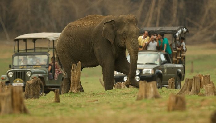 kabini