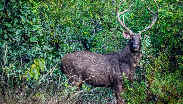 sambar-deer