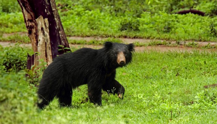 sloth-bear-pench