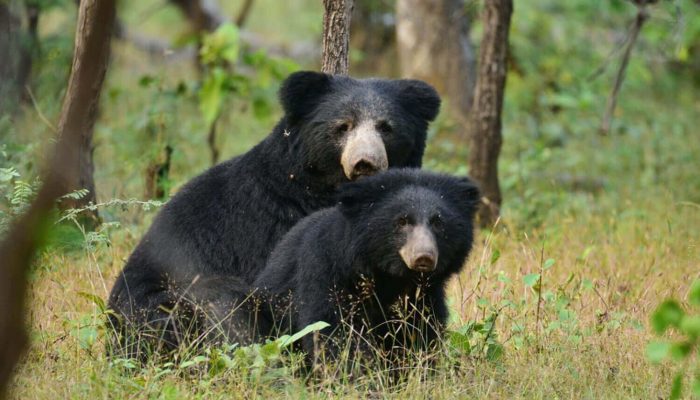 sloth_bear