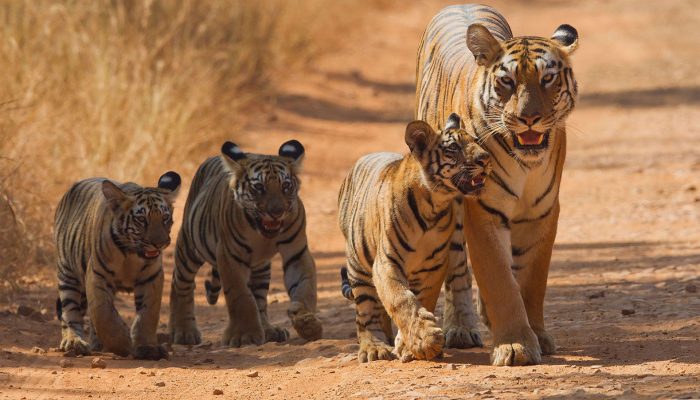 tadoba-national-park-bnr