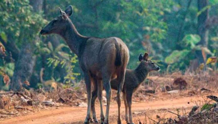 tadoba_jungle-safari_booking-1200x800