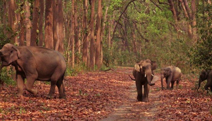 wildlife-in-jim-corbett-national-park